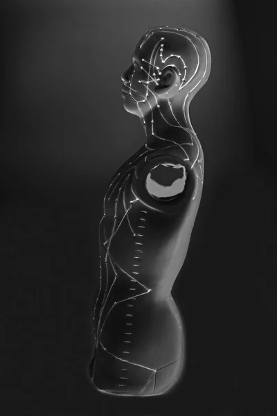 인간의 침술 의료 모델 — 스톡 사진