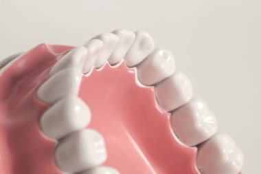 Diş model beyaz arka plan üzerinde