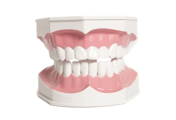 Modelo de dientes sobre fondo blanco —  Fotos de Stock