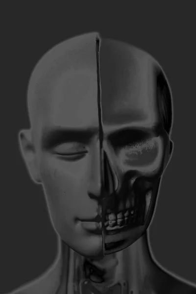 Human head anatomy model