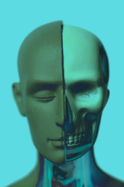 ヒトの頭部解剖学モデル — ストック写真