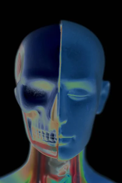 Modello anatomico della testa umana — Foto Stock