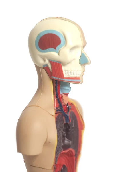 Model anatomii ludzkiego ciała — Zdjęcie stockowe