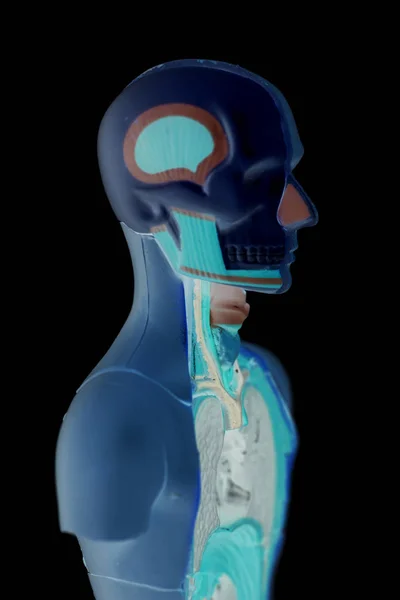 Модель анатомії людського тіла — стокове фото