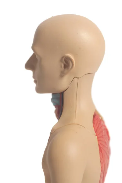 Emberi test anatómia modell — Stock Fotó