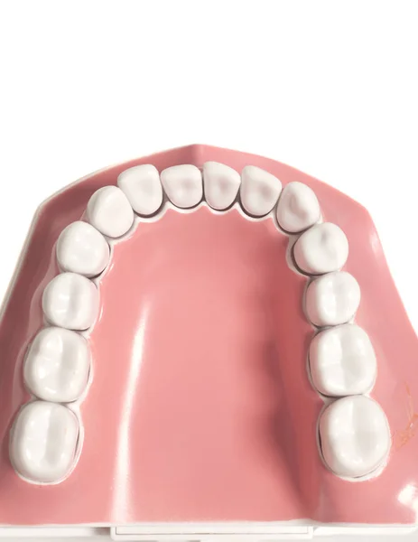 Modelo de dientes aislados sobre fondo blanco — Foto de Stock
