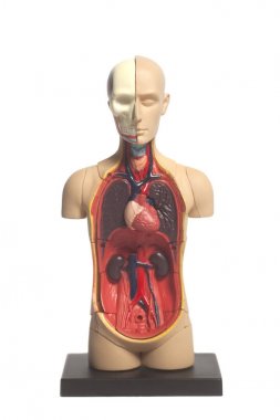 İnsan vücudu anatomisi modeli 