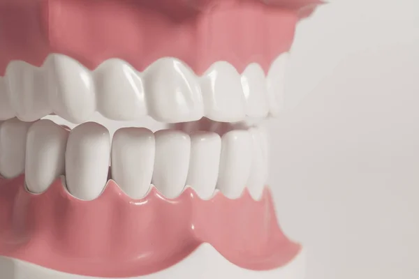Diş modeli — Stok fotoğraf