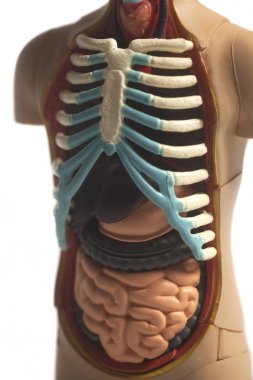 İnsan vücudu anatomisi modeli