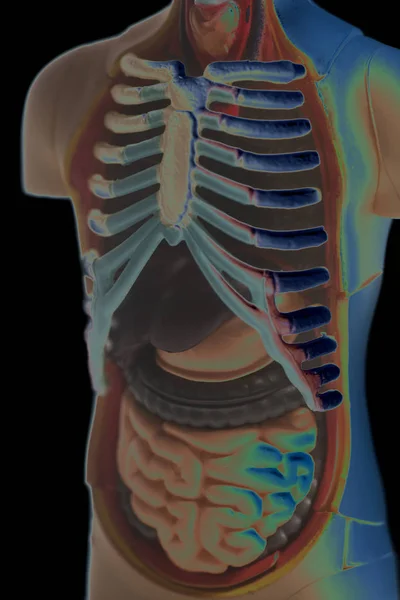 Model anatomii ludzkiego ciała — Zdjęcie stockowe