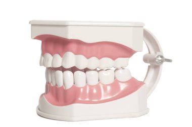 Diş insan diş modeli