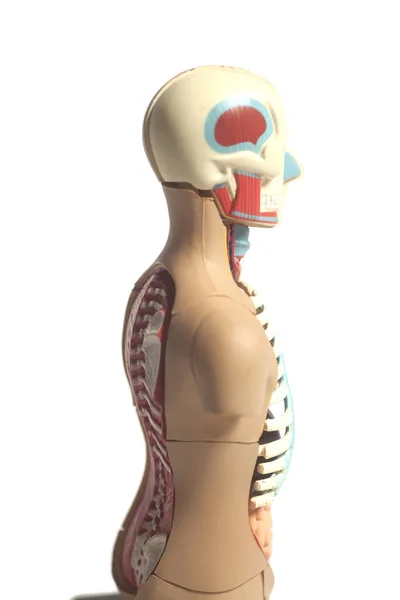 Model anatomii ludzkiego ciała — Zdjęcie stockowe