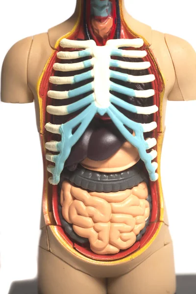 Modelo de anatomia do corpo humano — Fotografia de Stock