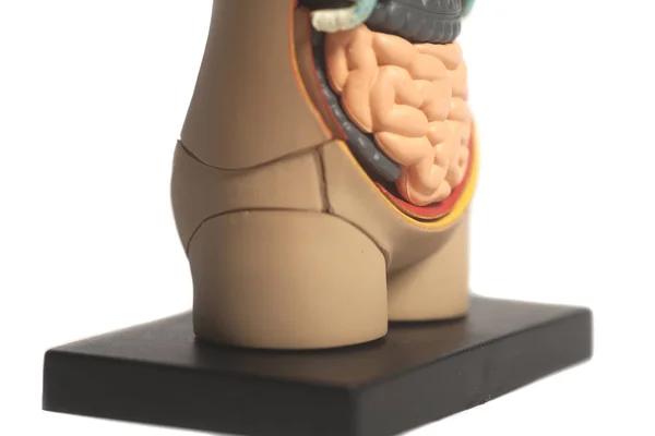 Human Body Anatomy Model — Stock Photo, Image