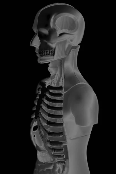 Menselijk lichaam anatomie model — Stockfoto