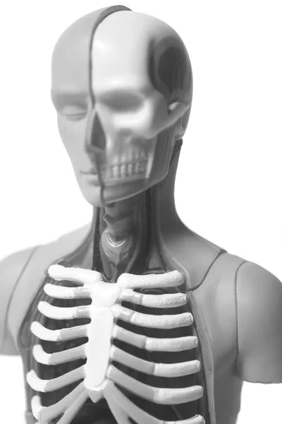 Emberi test anatómia modell — Stock Fotó