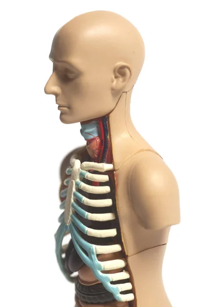 Model anatomii ludzkiego ciała — Zdjęcie stockowe