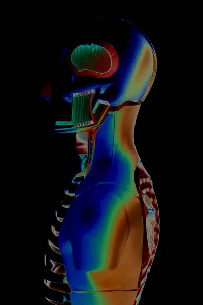 Ludzki organizm Anatomia modelu 3d ilustracja na czarnym tle. — Zdjęcie stockowe