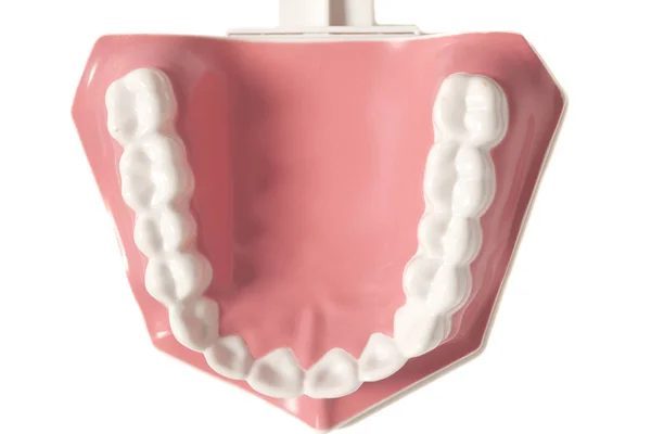 Diş insan diş modeli — Stok fotoğraf