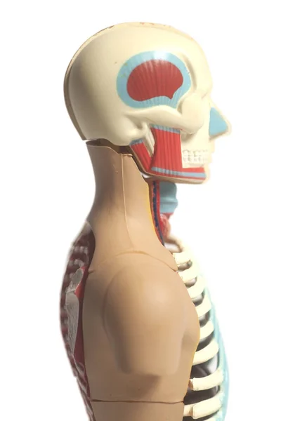 Model anatomii ludzkiego ciała — Zdjęcie stockowe