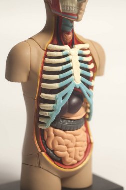 İnsan vücudu anatomisi modeli