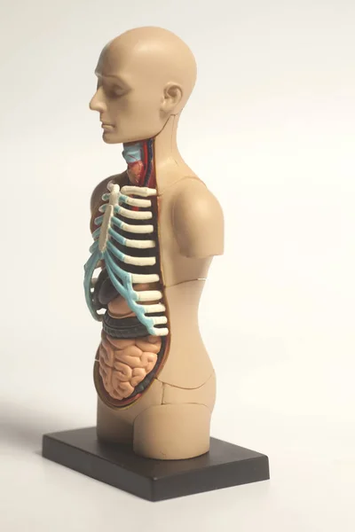 Human Body Anatomy Model — Stock Photo, Image