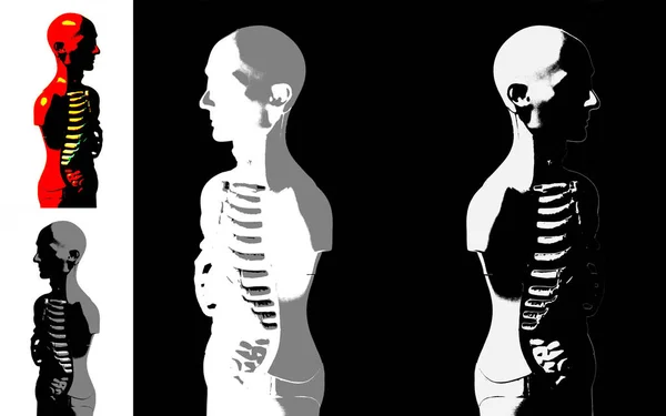 Modelo de anatomía del cuerpo humano —  Fotos de Stock