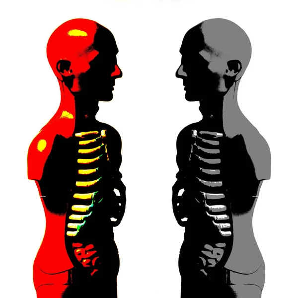 Human Body Anatomy Model — Stock Photo, Image