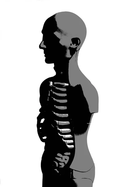 人体解剖学模型 — 图库照片