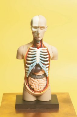 İnsan vücudu anatomisi modeli 