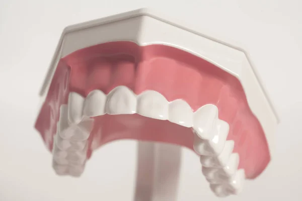 Модель зубов человека — стоковое фото