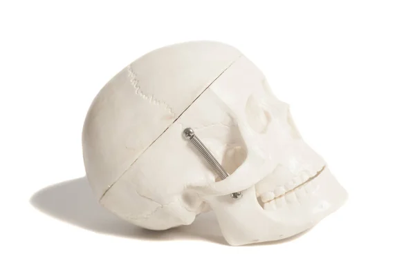 Modelo de crânio humano isolado no fundo branco — Fotografia de Stock