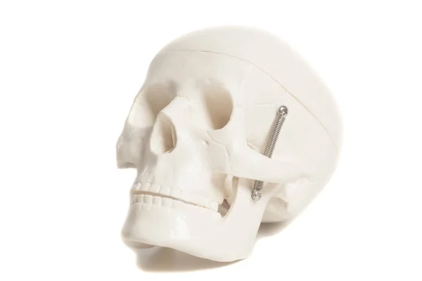 白い背景で隔離の人間の頭蓋骨モデル — ストック写真