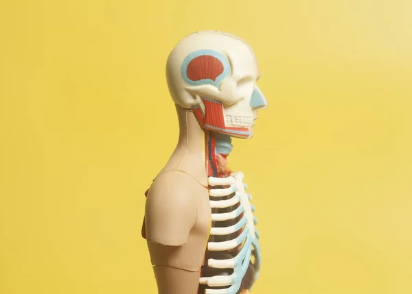 Mänsklig kropp anatomi modell — Stockfoto