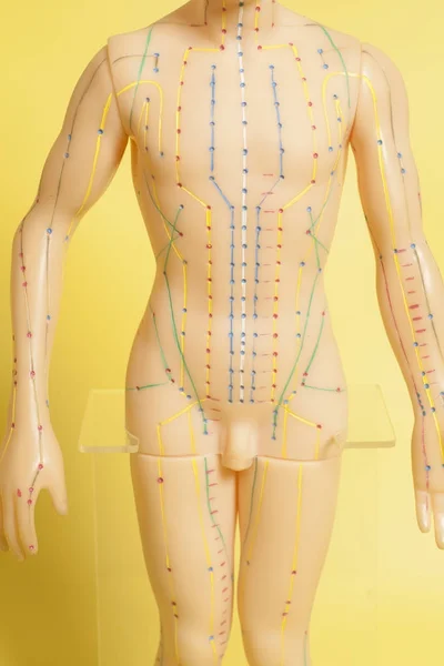 Lékařské akupunkturní model lidských — Stock fotografie