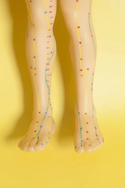 Modelo médico de acupuntura de pés humanos — Fotografia de Stock