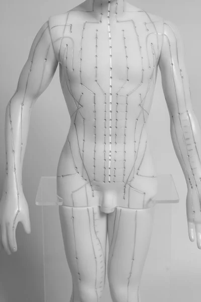 Медицинская акупунктурная модель человека — стоковое фото