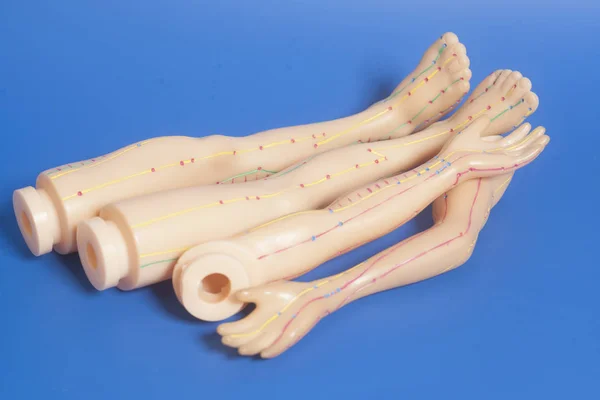 Medische acupunctuur model van menselijke voet en hand — Stockfoto
