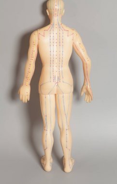 İnsan tıbbi akupunktur modeli 