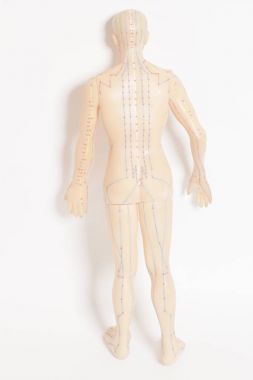 İnsan tıbbi akupunktur modeli 