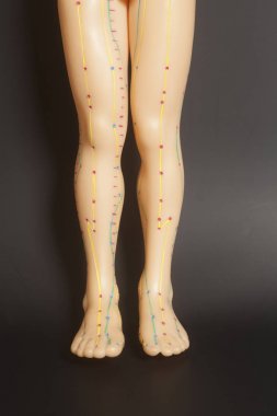 Tıbbi akupunktur modeli insan ayak 