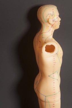 İnsan tıbbi akupunktur modeli