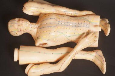 İnsan tıbbi akupunktur modeli