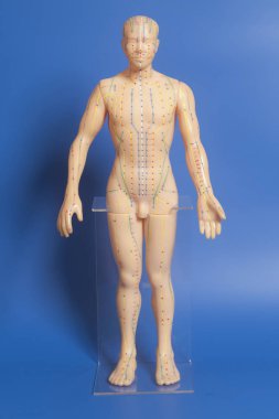 İnsan tıbbi akupunktur modeli