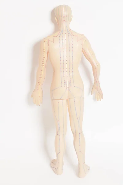 Medical acupuncture model of human