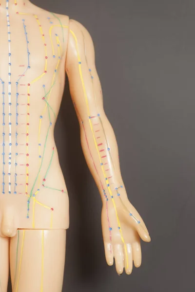 Medizinisches Akupunkturmodell des Menschen — Stockfoto