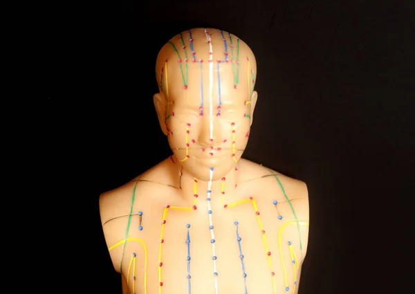 Медицинская акупунктурная модель человеческого туловища — стоковое фото