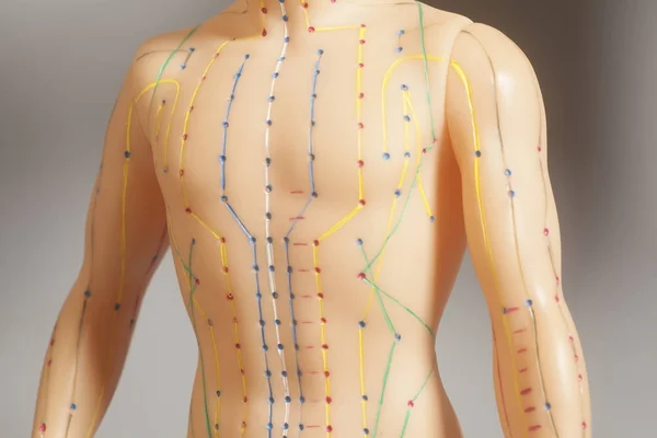 Medical acupuncture model of human — Stock Photo, Image