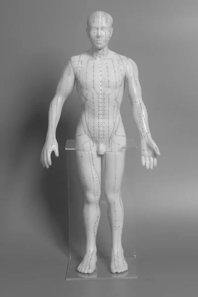 Medycznego akupunkturę modelu człowieka — Zdjęcie stockowe