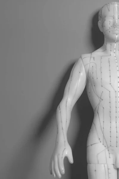 人間の医療鍼モデル — ストック写真